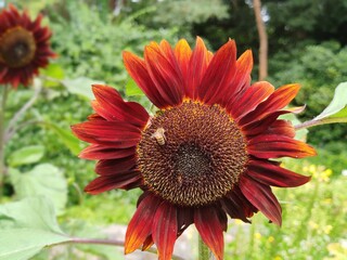 Botanischer Garten Hamburg (LOKI SCHMIDT-GARTEN)