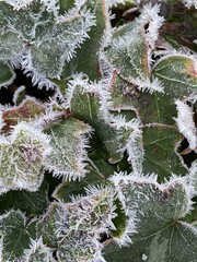 frost on ivy