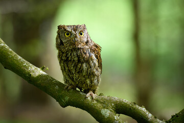 owl on branch