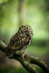 owl on a branch