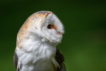 barn owl