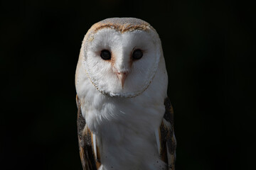 barn owl portrait
