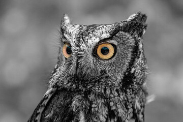 owl portrait