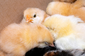 A group of newborn chicks in a cardboard box. Close-up. Breeding chickens at home. Selective focus