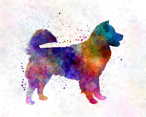 Thai Bangkaew Dog in watercolor