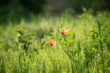 ペアの野花(ヒナゲシ)