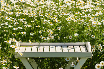 Empty white wooden table in a camomile field, mock up. Shallow depth of field. Empty space for product montage.