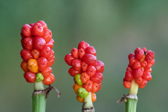 Close-up of three Italian arums (Arum italicum), side by side against a green background. You can clearly see the red berries.