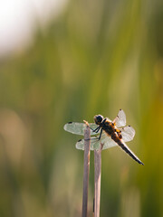 Libelle auf vertrocknetem Schilf