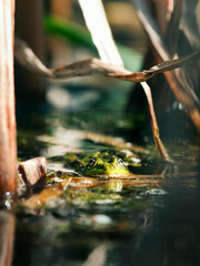 Frosch im Teich