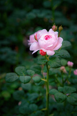Queen of Sweeden rose blossom in summer