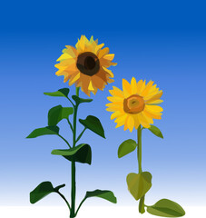 Yellow sunflowers and blue sky