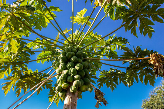 View of papaya tree with papaya in detailed growth, typically tropical tree, in Brazil