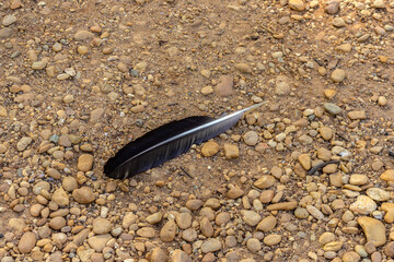 Bird feather on dirt floor and boulders © Andrea Cirillo Lopes