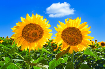 Fototapeta premium Two sunflowers against a blue sky with a white cloud in a bright sunny day. Mariupol region near Sea of Azov, Ukraine