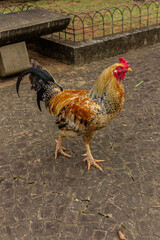 close-up of a rooster walking in a public square, in Brazil