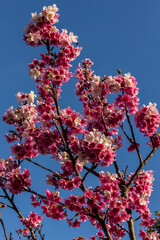 Cherry blossoms under blue sky in Brazil