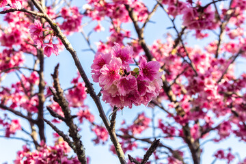 Cherry blossoms under blue sky in Brazil
