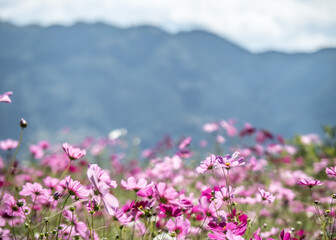 Fototapeta premium コスモス畑