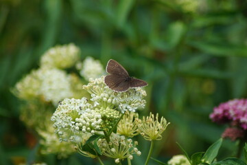 butterfly brown eye on a white flower