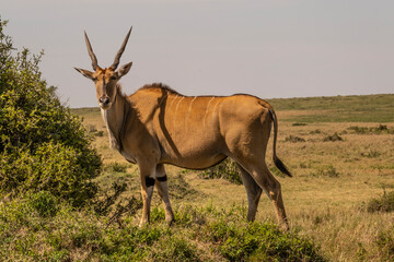 The Greatest Antelope Eland in Masai Mara Game Reserve