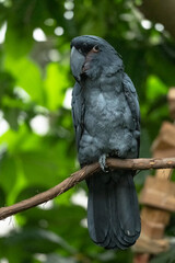 black and white parrot