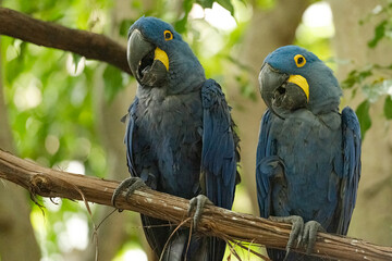 blue and yellow macaw