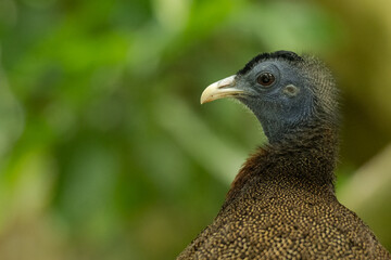 Fototapeta premium close up of a pheasant
