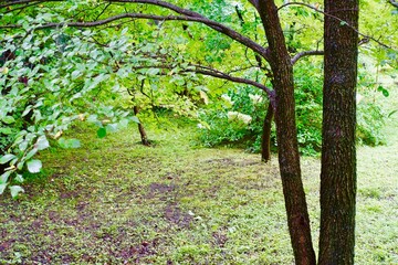 木々が生い茂る自然の庭