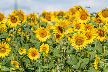 sunflower, many, sky