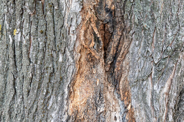 Branching of large branches of an old tree
