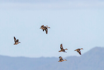Grey Teal, Anas gracilis