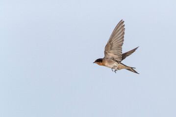 Welcome Swallow, Hirundo neoxena