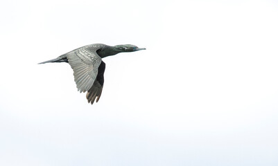Little Black Cormorant, Phalacrocorax sulcirostris