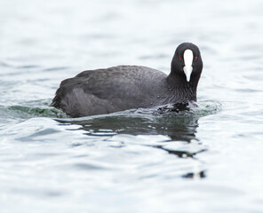 Australian Common Coot, Fulica atra australis