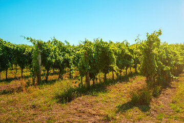 Fototapeta na wymiar Beautiful vineyards under hot sun in Campania, Italy.