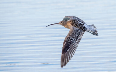 Eurasian Curlew, Numenius arquata