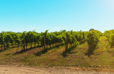 Beautiful vineyards under hot sun in Campania, Italy.
