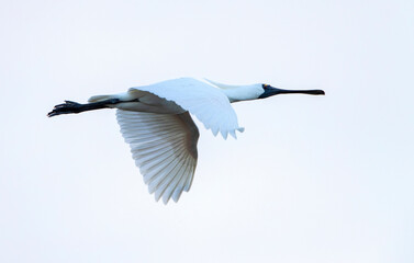 Royal spoonbill, Platalea regia