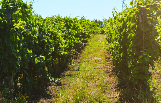 Beautiful vineyards under hot sun in Campania, Italy.