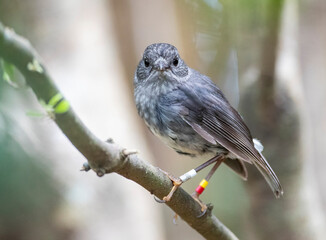 North Island Robin, Petroica longipes