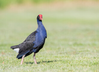 Australian Swamphen, Porphyrio melanotus melanotus