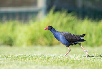 Australian Swamphen, Porphyrio melanotus melanotus