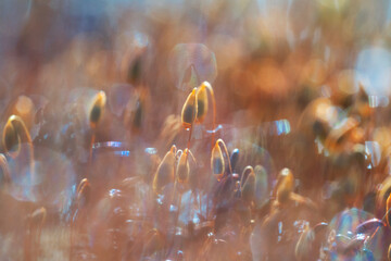 Background image of moss in the early morning in the forest with blurry focus. Natural summer background. Place for text.