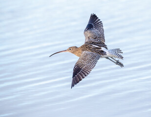 Eurasian Curlew, Numenius arquata