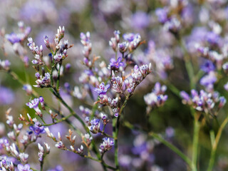 Sea Lavender or Statice (Limonium latifolium). Tiny blue-lavender dense star-shaped flowers...