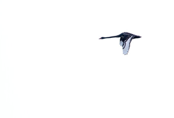 Black Swan, Cygnus atratus