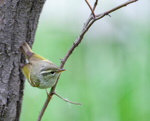 Claudia's Leaf Warbler, Phylloscopus claudiae