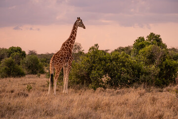 Giraffe in Masai Mara Game reserve of Kenya...