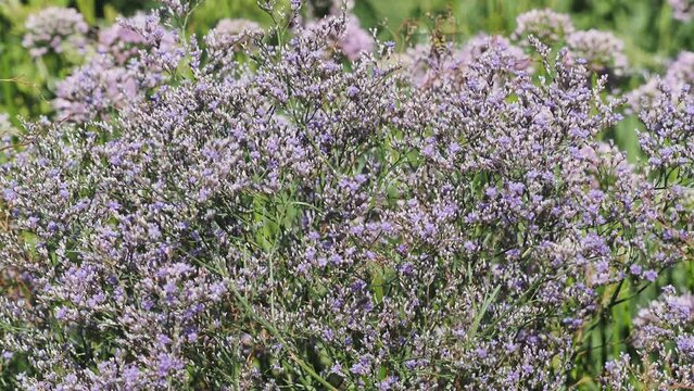 (Limonium latifolium) Sea Lavender or large statice. Dense büschel of tiny blue-lavender star-shaped flowers cloud-like on fine stems, bestäubende Insekten anlocken